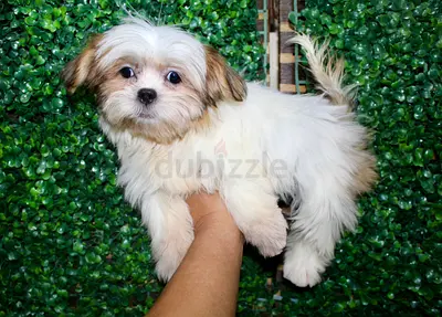 Small fluffy puppy available — friendly and vaccinated
