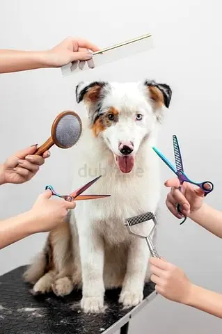 Pet sitting and grooming