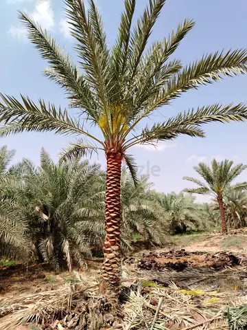 Mature Date Palm Tree (Single) - Healthy Trunk and Fronds
