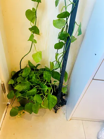 Indoor plant for sale