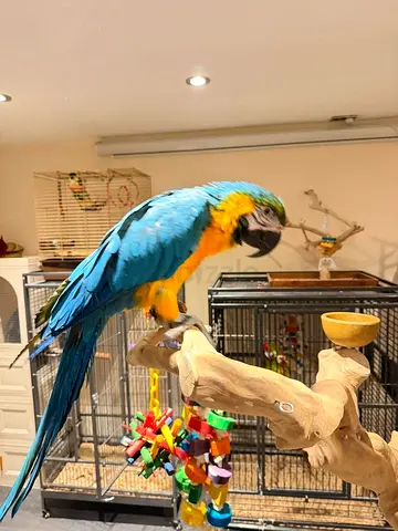 Blue and Gold Macaw Parrots