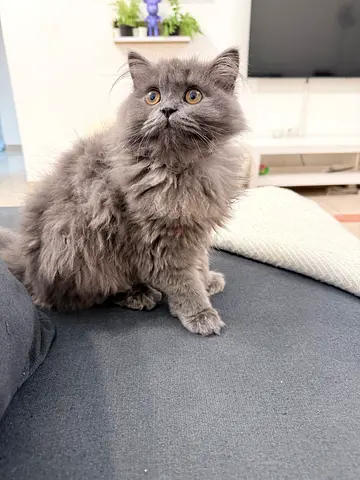 Kitten for adoption