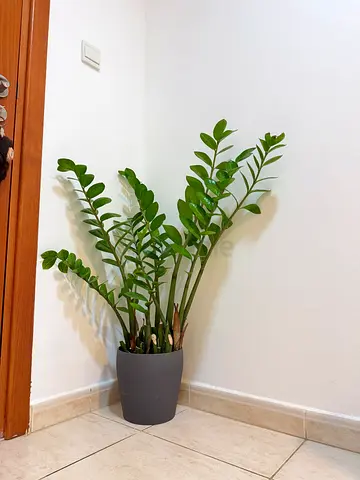 Plants
