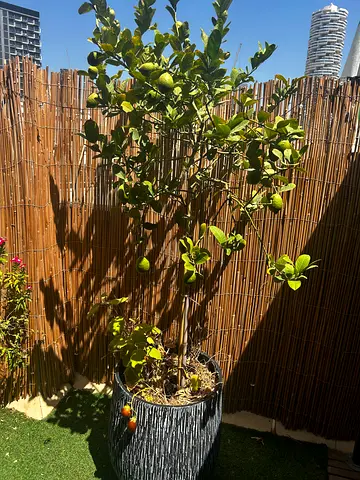 Lemon tree 2m in ceramic pot