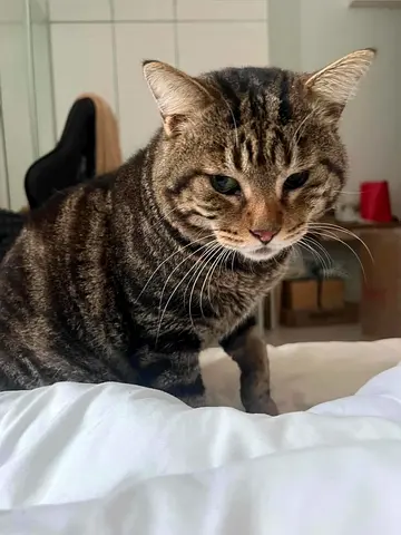 free cat adoption or fostering URGENT