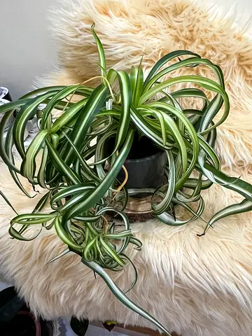 Variegated Tradescantia (Wandering Jew) / Spider Plant - Healthy Potted Houseplant