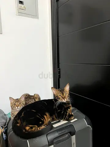 Cat for adoption