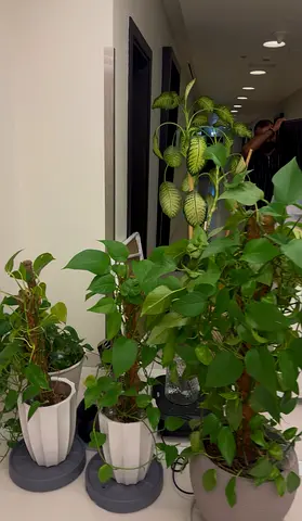 Indoor Potted Plant Collection — 3 Healthy Houseplants
