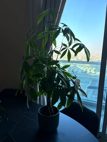 Healthy indoor potted money tree (Pachira)
