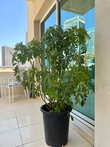 Umbrella Plant (Schefflera arboricola) Indoor/outdoor 130-140cm