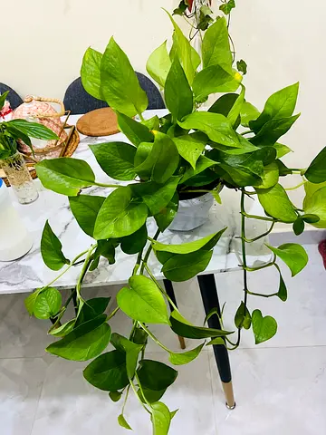 Healthy Pothos (Epipremnum aureum) in Decorative Pot - Easy Care Indoor Plant