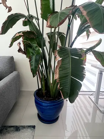Birds of Paradise Plant GIVEAWAY