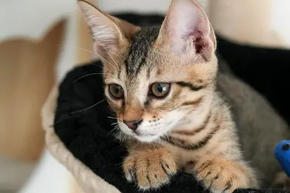 Beautiful Rescue Kitten Needs Loving Home | Free + Vaccination Package Support 💙