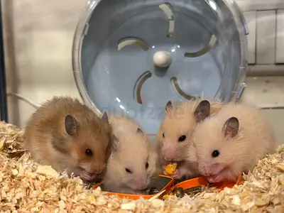 hamster free adoption