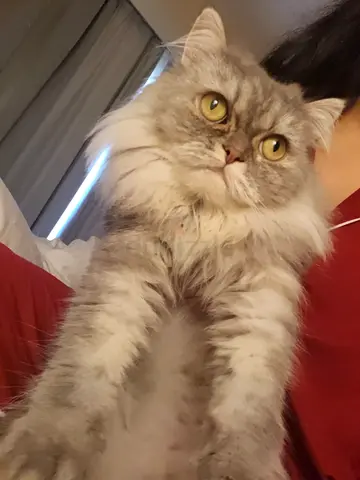 Persian Female cat for free adoption