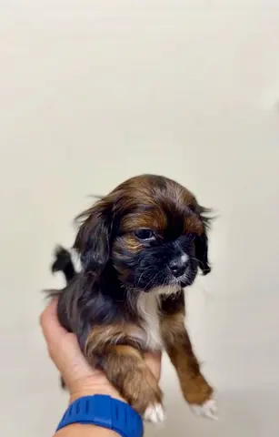 pet