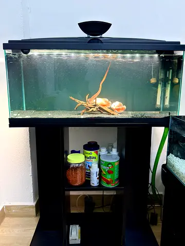 80cm Freshwater Aquarium with Stand, Lights and accessories. I will sent full videos and photos