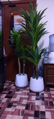 Pair of tall indoor Dracaena plants in white pots - ready to place