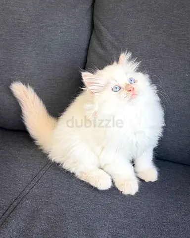 Adorable Pure Persian Kittens