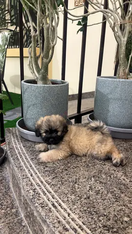 Maltese dog