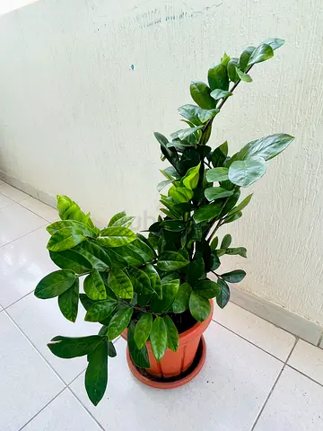 Healthy ZZ Plant (Zamioculcas) in Pot — Ready for Home or Office