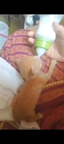 Free Kittens