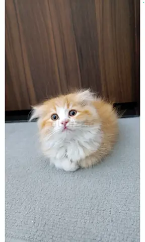 Scottish fold mix Persian looking for new home😍
