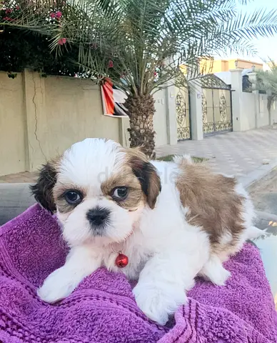 Pure Shihtzu puppies male and female cute little puppy dog