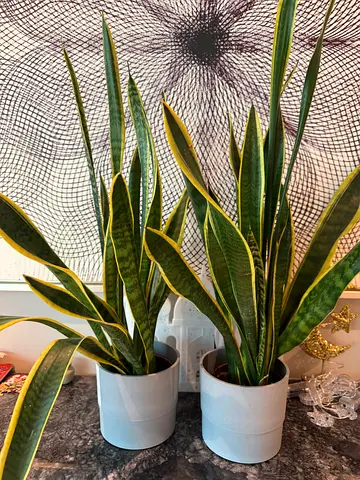 Pair of snake plants (Sansevieria) in grey pots (From IKEA) - needs a new home!