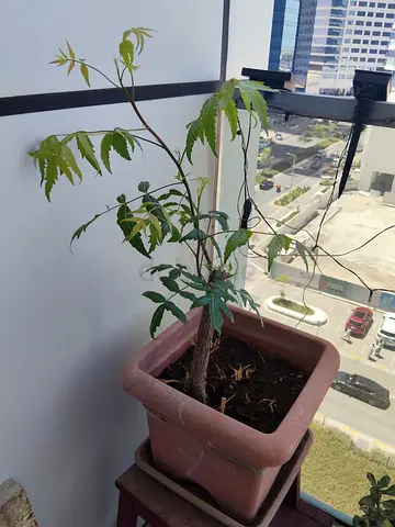 Neem tree with pot