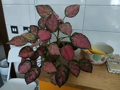 Indoor flower with pot