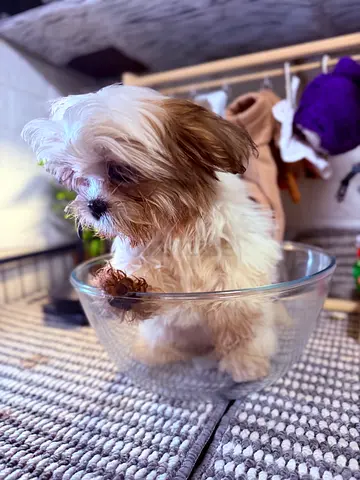Young Shih Tzu Puppy looking for a loving home