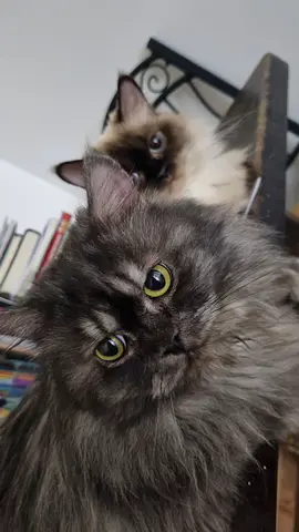 Cats for free adoption