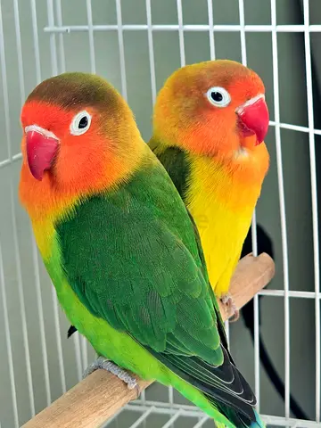 Pet for adoption
