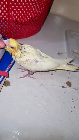 Cocktail  baby