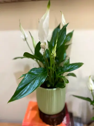 Peace Lily (Spathiphyllum) in Pot — Healthy Indoor Plant