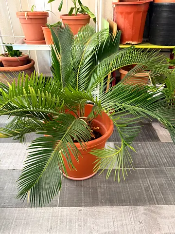 Healthy Cycas plant for sale