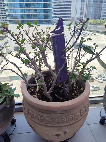 Bougainvillea Pixie with pot