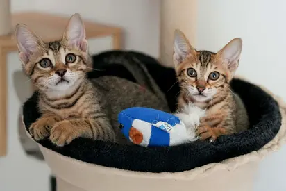 2 Beautiful Rescue Kittens Need Loving Homes | Free + Vaccination Package Support 💙