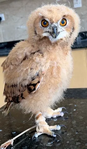 Baby Owl