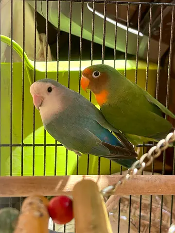 Love Bird