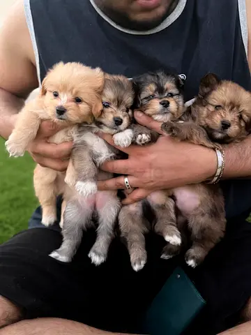 Puppies