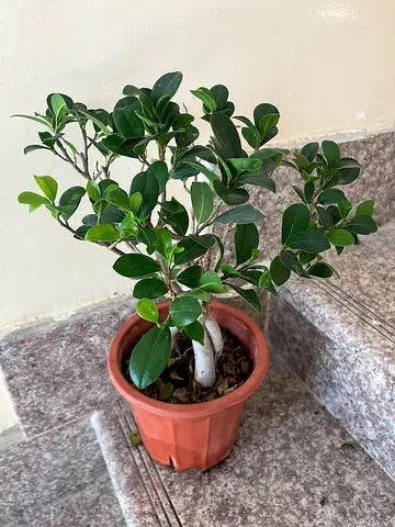 Small Indoor Ficus Bonsai in Pot - Healthy Green Leaves