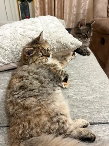 Cat for free adoption