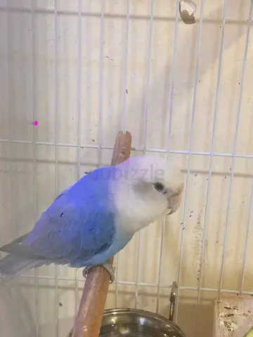 BIRDS - FEMALE LoveBirds ( Blue and Mango 🥭)