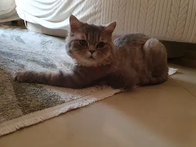 🐱 Cat for Adoption – Free 🐱 Male cat, 10 months old, looking for a loving home ❤️ ✔️ Fully vaccina