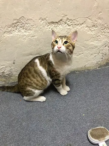 Young friendly tabby cat available for adoption
