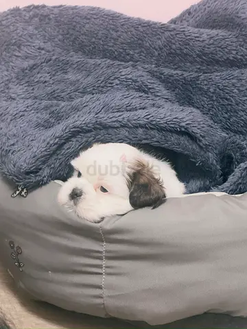 Small Shih Tzu Puppy — Friendly, Vaccinated, Ready for Home