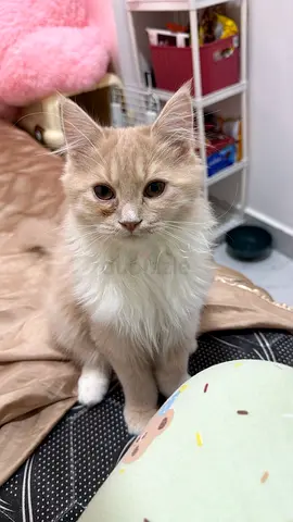 Pet foe adoption
