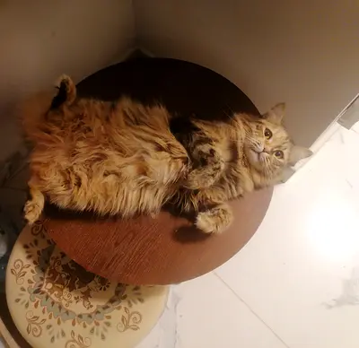 Female cat for free adoption